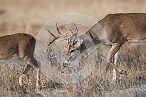 Young whitetail buck smelling the rear end of doe