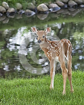 Young whitetail fawn