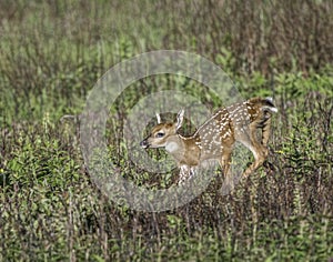 Young whitetail fawn running in the meadow