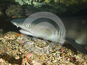 Young whitetip reef shark resting under table coral 01