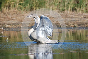 A young Whooper Swan Cygnus cygnus flaunts on the lake in the fall season.