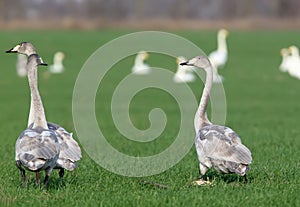 Young whooper swans