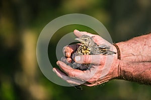 Young wild baby bird thrush, Turdus pilaris