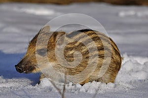 Young wild boar