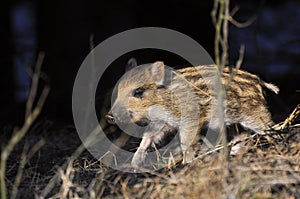 Young wild boar