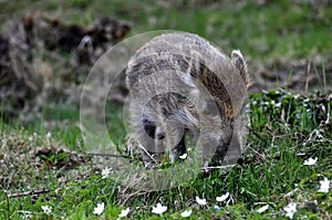 Young wild boar