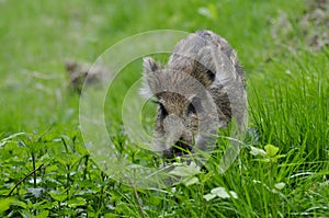 Young wild boar