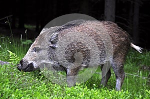 Young wild boar