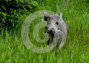 Young wild boar