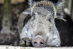 Young wild boar