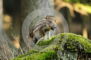 Young wild boar