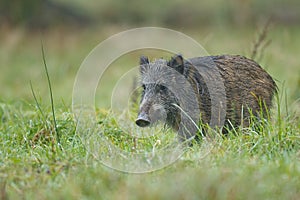 Young wild boar