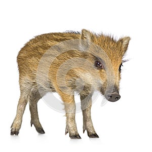 Young wild boar ( 7 weeks )