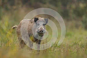 Young wild boar