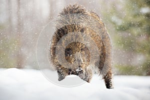 Young wild boar digging in snow with snout and looking for food in winter