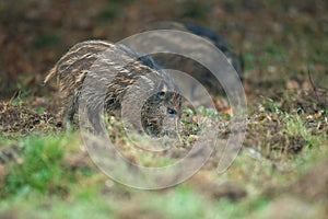 Young wild boar foraging