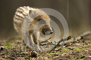 Young wild boar