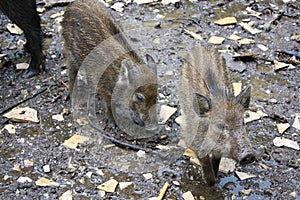 Young wild boar