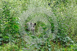 Young wild boar hiding behind buches
