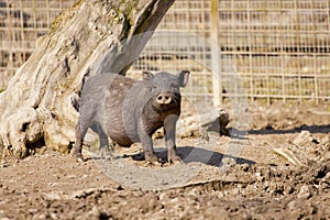 Young wild boar looking nosy