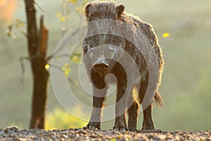 Young wild boar male