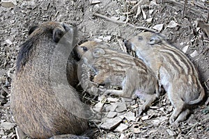 Young wild boar with mother photo