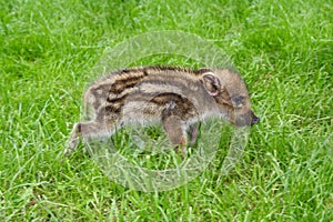Young wild boar pig