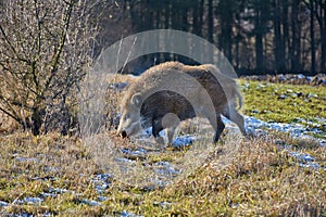 Young wild boar prowling on a frosty meadow