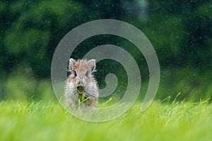 A young wild boar running across a field while it is raining heavily