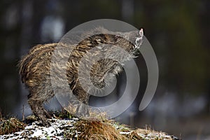 Young Wild boar, Sus scrofa, in the meadow hillock with forest in background