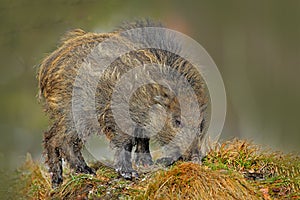 Young Wild boar, Sus scrofa, in the meadow hillock with forest in background, Czech republic, wild pig in winter. Wildlife scene f photo