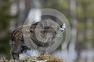 Young Wild boar, Sus scrofa, in the meadow hillock with forest in background, Czech republic, wild pig in winter photo