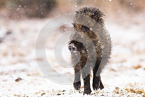 Young wild boar walking on meadow during snowing in winter