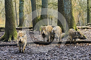 Young wild boars photo
