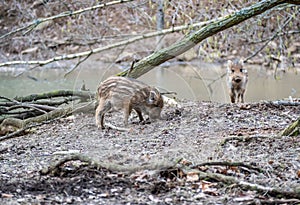 Young Wild Boars in the nature