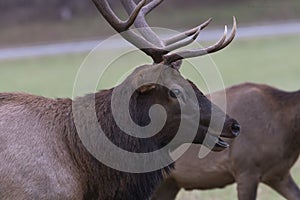 Young Wild Bull Elk, up close, looks like he is smiling