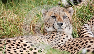 Young wild cheetah cat with beautiful spotted fur