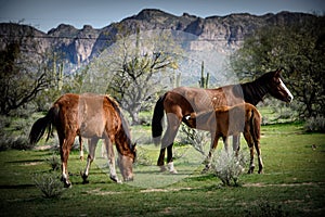 Young wild colt nurses while nearby mare grazes on the spring grasses.