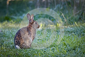 Young wild common rabbit (Oryctolagus cuniculus) sitting and alet