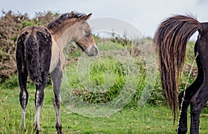 Young wild dartmoor pony looking bemused as another pony urinates in front