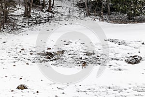 Young wild deers feeding looking for food in the snow in late winter in Switzerland