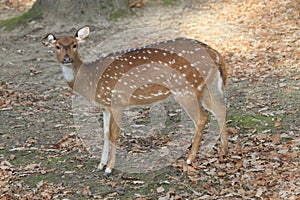 young wild doe in the forest