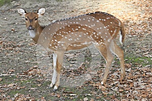 young wild doe in the forest