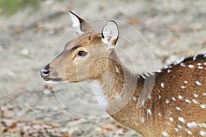 young wild doe in the forest