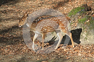 young wild doe in the forest