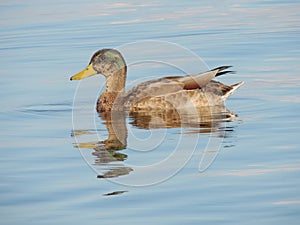 Young wild duck