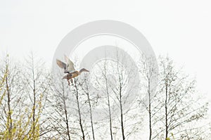 Young wild duck flying over the trees against a clear sky. Russian nature