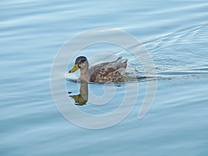 Young wild duck in the pond