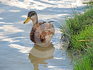 Young wild duck standing at the bottom of a shallow river