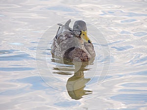 Young wild duck in the water